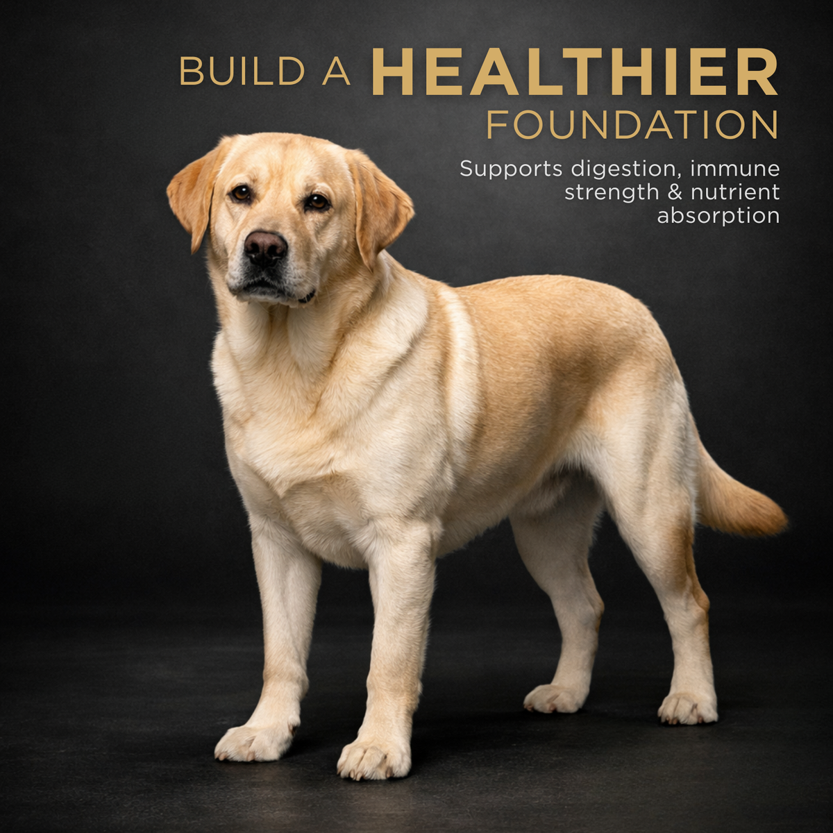 Kargo Empire Probiotic Powder | Daily Gut, Immune & Coat Support for Dogs