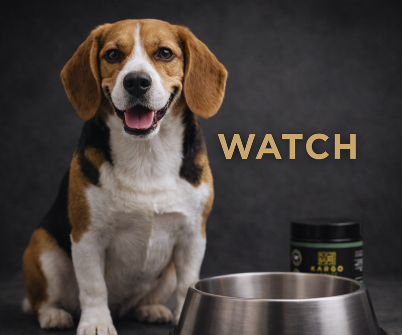 Happy dog with shiny coat and full energy